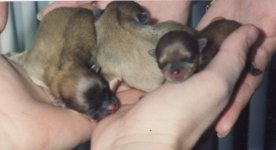 Nicolas, Ollie & Tiny Tim at one day old