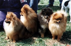 Wenona, Bob, Sampson & Treen at a match