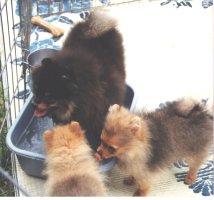 Sampson, Tranny & Gears at their wading pool