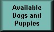 available dogs and puppies