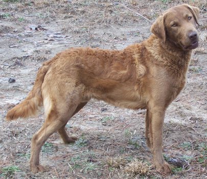 Chesmate's Goose Bayn at 1 year old