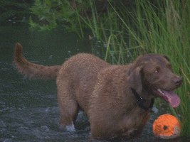 Chesmate's Hogan at 2 years old