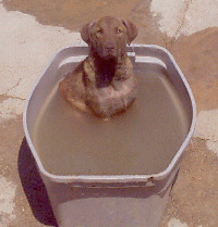 Clipper in his hot tub