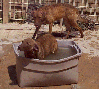 Dory in the hot tub with Clipper waiting his turn