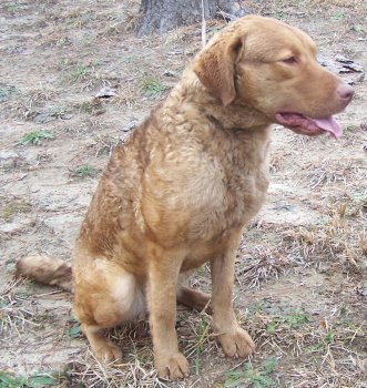 Chesmate's Surfer Girl at 2 years old