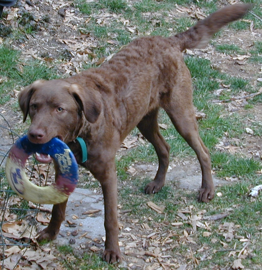 Mocha at 9 mos.