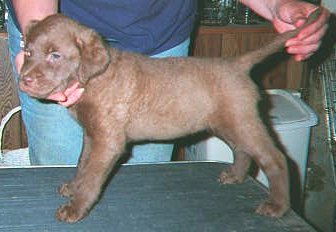 Mocha at 7 weeks