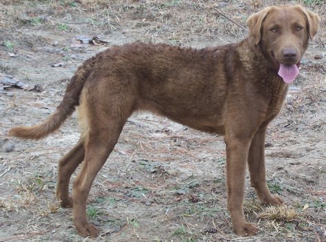 Chesmate's Beach Bunny at 1 year old