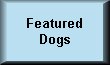 Featured Dogs