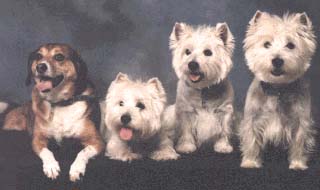 Fred, Sammie, PJ, Duffy