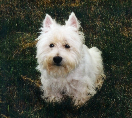 "BJ" -- Our Rescue Westie Extraordinaire