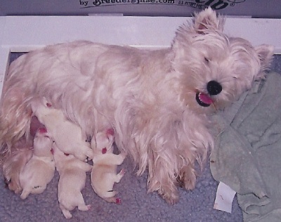 Ellie and her 4 beautiful pups born on May 18, 2005