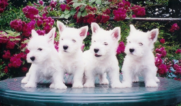 Lis, Robbie, Brutus and Roxie at 8 weeks old