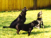 Happy Times - Squire, Shadow & Smokey