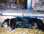 Dozing by the Hearth