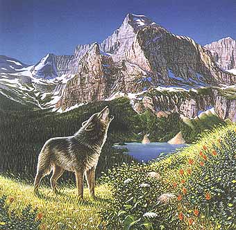 wolf on the mountian