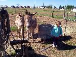 Jordan saying hello to the donkeys