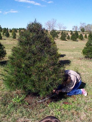 Julie cut down the tree