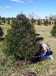 Julie cut down the tree