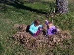 building a nest with grass