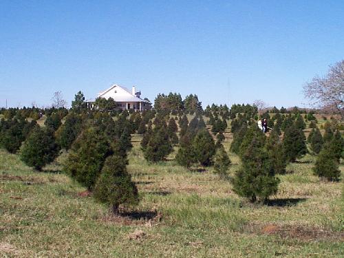 a beautiful day out on the tree farm