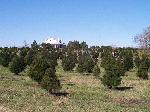 a beautiful day out on the tree farm