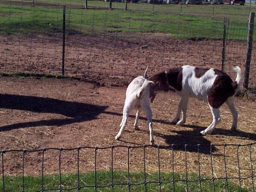 goats butting heads