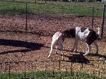 goats butting heads