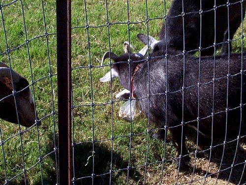 the goats got a-hold of the whole bag