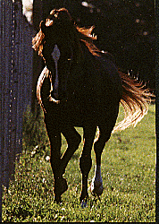 Regency (El Alamein X Bint Antan ) 1981 bred by Craver Farms