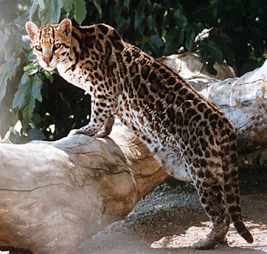 ocelot