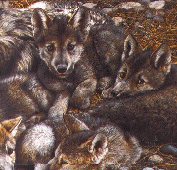 Wolf Babes