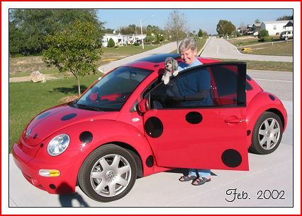 Judy's Lady-Beetle-Bug