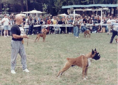 boxer urkabustaiz