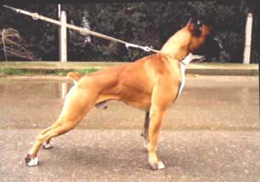 boxer urkabustaiz