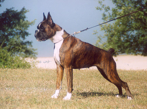 boxer urkabustaiz