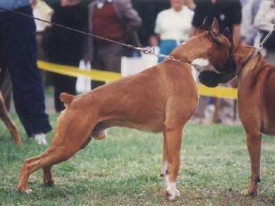 perro boxer urkabustaiz