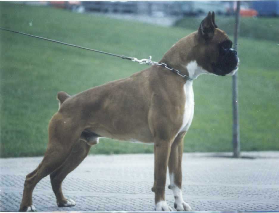 perro boxer urkabustaiz