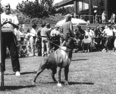 boxer urkabustaiz