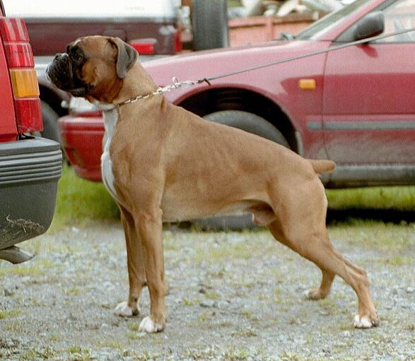 boxer urkabustaiz