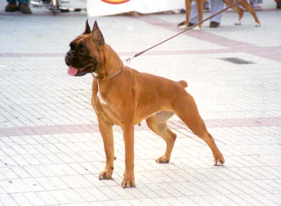 boxer urkabustaiz