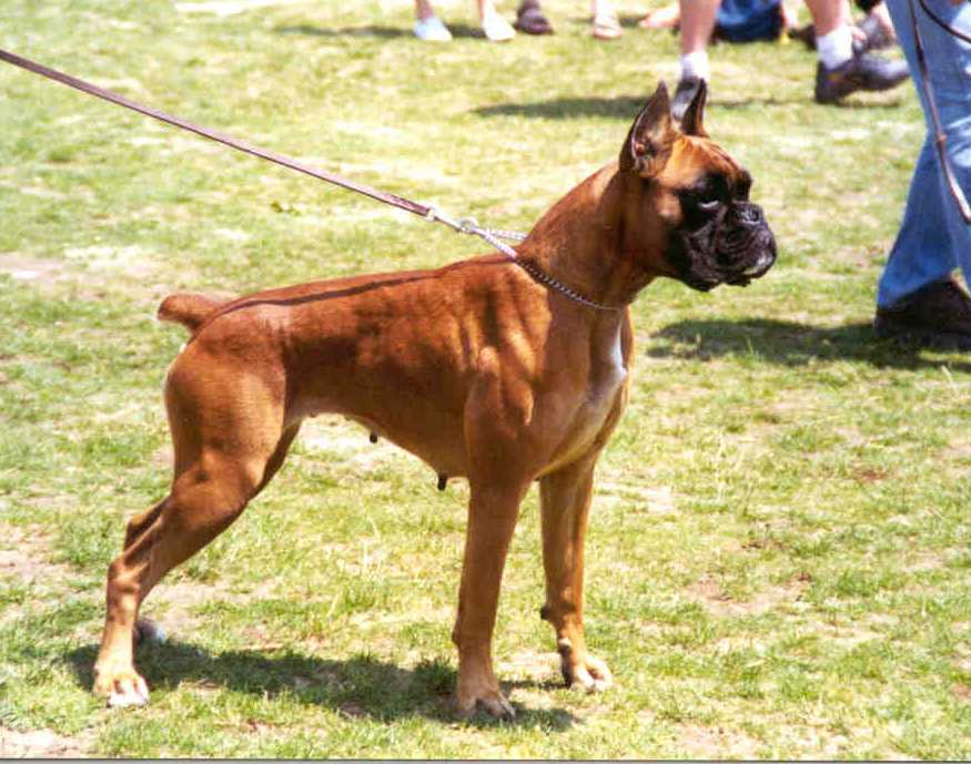 boxer urkabustaiz