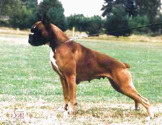 boxer urkabustaiz