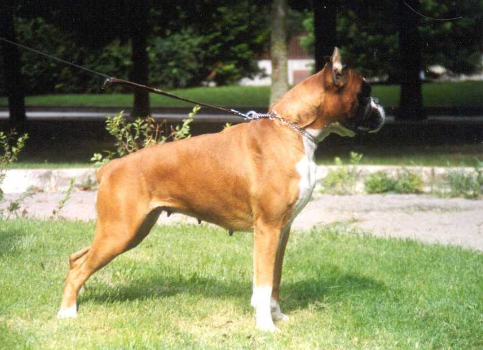 boxer urkabustaiz