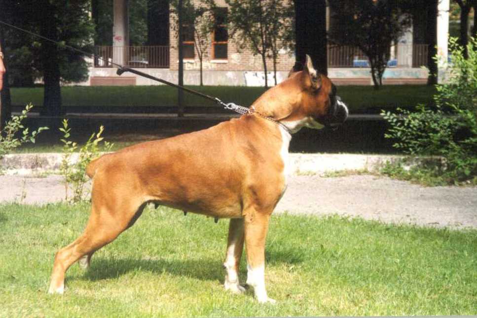 boxer urkabustaiz