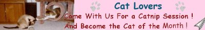 Become the 
Cat of the Month in Cat Lovers Page