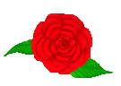 red rose