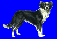 Border Collie