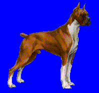 Boxer