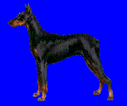 Doberman